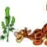 TIGROUX