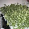 bluewidow