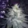 Wivi2
