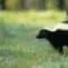 skunkbreeder