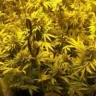 Aknive420