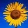 Professeur Tournesol