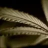 SturmWEeD13_410