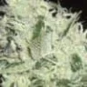 cannaPSG