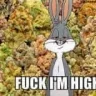 bugs