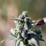 Ganja's Brain