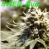 SWED_Bud