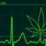 Canna meric