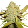 NicoloKush