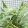 skunk64