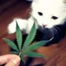 WeedoBuzz