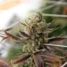 Grow_Addict