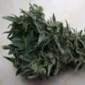 Cannakak