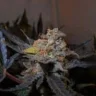 CannaBreizhAddict