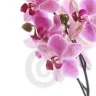 orchid34