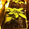 Cannaflex Indoor