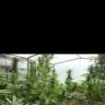 Weedy'Hit