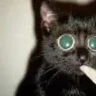 Olive420