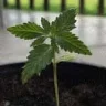 Mister-Kush