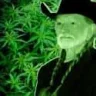 farmer guerilla