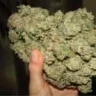 Weedy28
