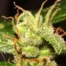 sativweed