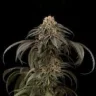 Buddha420