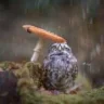 El Peregrino