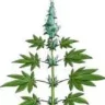 bushy_weeds