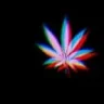 ganja15