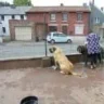 mastiff