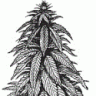 JeanFred
