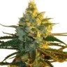 Super haze