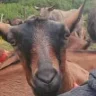 Ubaya