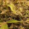 Tastybud