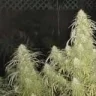 MonsieurGrow