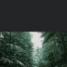 Canobisk