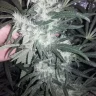 Bbgorilla
