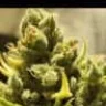 Gnagnaweed