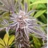 Captain-Bud