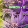 Purple-jo