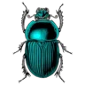 SCARA-B