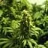 -100%weed-