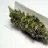 weed55