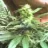 horticulteur29