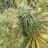 loveganja