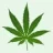 ItalianBud