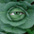 mickygreen