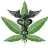 Dr_Weeds