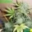 LittleSeed